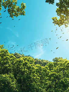 绿树成荫天空晴朗鸟儿在美丽的大自然中飞翔