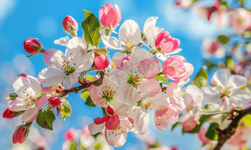 粉色苹果树开花蓝天背景上开着白花