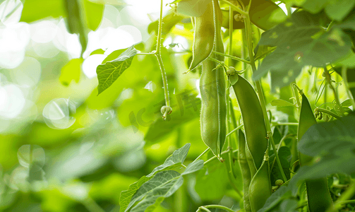 花园里的长豆树