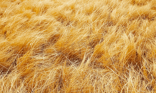 黄色干草表面