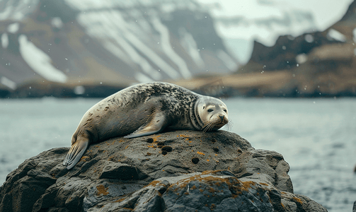 石头可爱摄影照片_冰岛的一块岩石上一只海豹正在休息