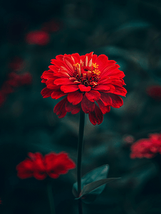 红色喜庆开业摄影照片_花园里模糊的植物茎前一朵充满活力的红色百日草花