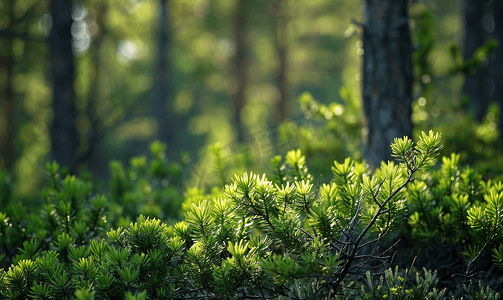 杜松摄影照片_绿林中的百合灌木松树和杜松