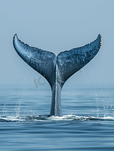 蓝鲸是世界上最大的动物尾巴细节