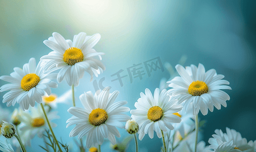 旅游黄色背景摄影照片_作为背景的美丽的雏菊花