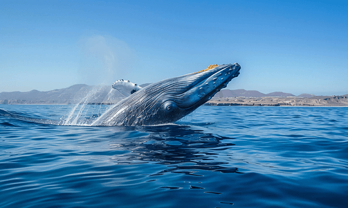 在下加利福尼亚州观赏蓝鲸
