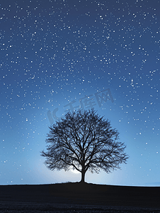 月光和星空中的树剪影