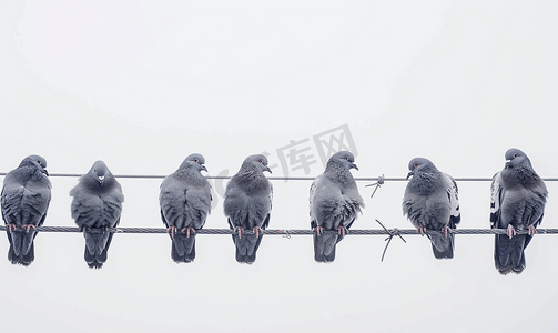 鸽子剪影摄影照片_电线上的鸽子灰色天空背景下的鸽子许多鸟