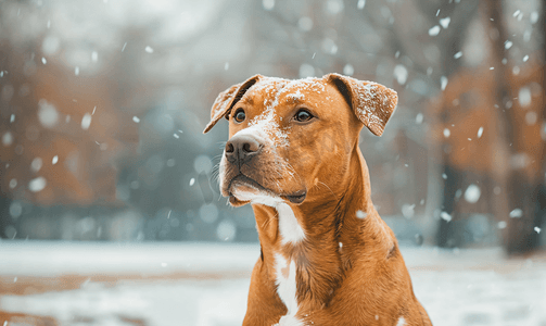 赤胆忠诚摄影照片_冬日雪地公园背景中棕白短毛杂种狗