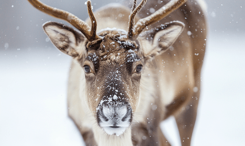 鹿茸菌炖肚条摄影照片_冬雪时节的驯鹿肖像