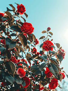 阳光明媚的春日开着红花的山茶花灌木