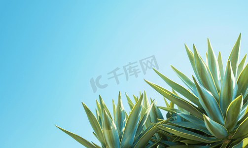 叶子png素材摄影照片_背景为蓝天的龙舌兰顶部为复制空间