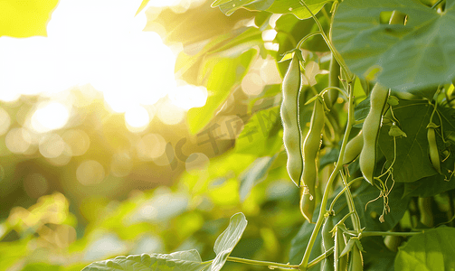健康绿色环境摄影照片_花园里的长豆树