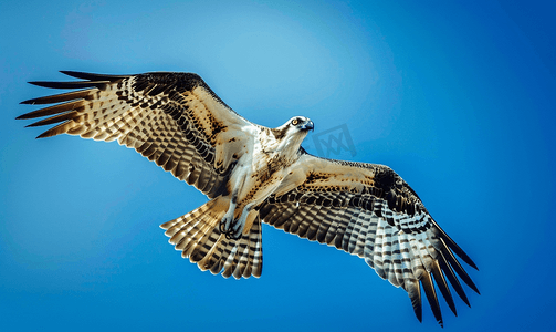 深蓝色天空背景上的一只风筝鹰鱼鹰