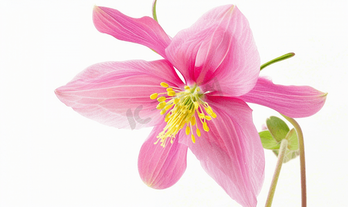 粉红kt板摄影照片_观察开花的粉红耧斗菜的中心