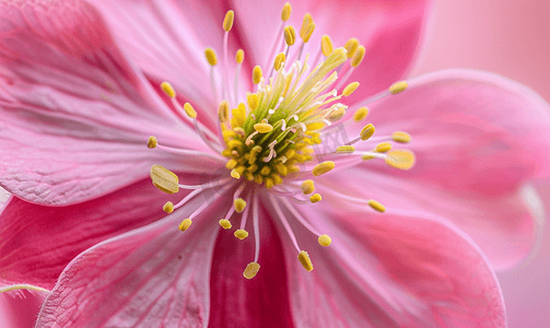 粉红耧斗菜中心的奇妙观察