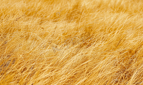 黄色干草表面