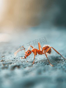 苏宁818背景摄影照片_中性背景上的宏观红蚂蚁