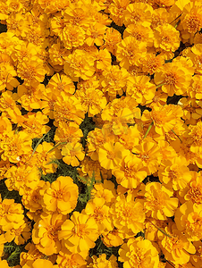 露天花坛里有大量美丽绽放的黄色万寿菊