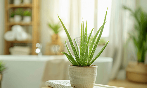 浴室里矗立着一株绿色植物芦荟家庭种植和园艺概念