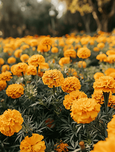 露天花坛里有大量美丽绽放的黄色万寿菊