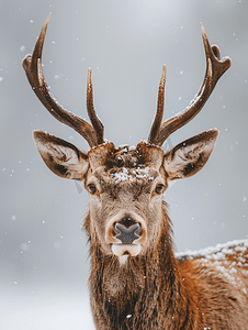麋鹿背景摄影照片_雪背景上的鹿肖像