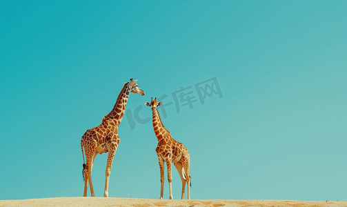 耳朵竖的竖的像摄影照片_在深蓝天背景的两只长颈鹿