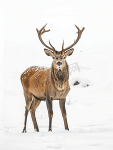 雪树林摄影照片_白雪背景下的孤立鹿