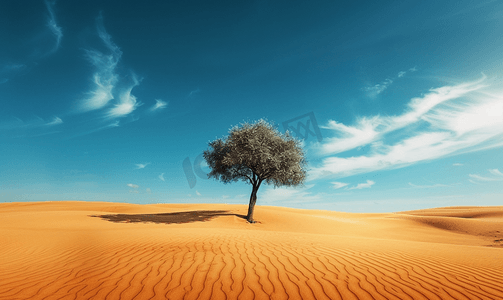 天空沙漠背景摄影照片_沙漠中央的一棵孤独的树