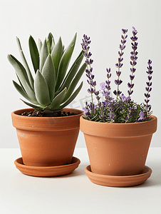 夏季植物装饰摄影照片_白色背景中装有龙舌兰和薰衣草植物的陶罐