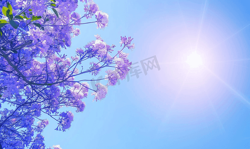 绿色叶子几何摄影照片_阳光明媚的日子蓝花楹树的花朵与蓝天盛开