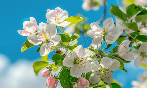 植物花卉摄影照片_粉色苹果树开花蓝天背景上开着白花
