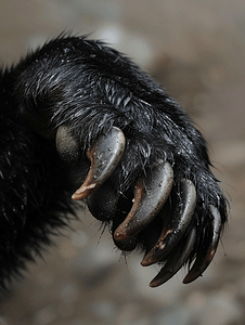 黑熊掌爪子锋利