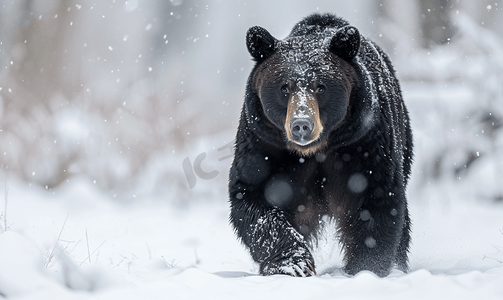 黑熊棕灰熊肖像在雪地里看着你