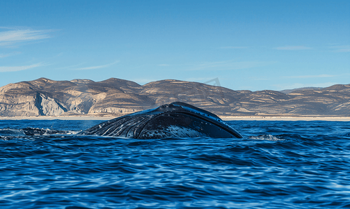世界摄影照片_蓝鲸是墨西哥南下加利福尼亚州世界上最大的动物