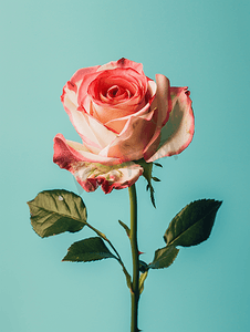 在简单的背景上绽放美丽的彩色玫瑰
