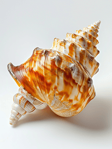 分离的海锥蜗牛的空软体动物壳