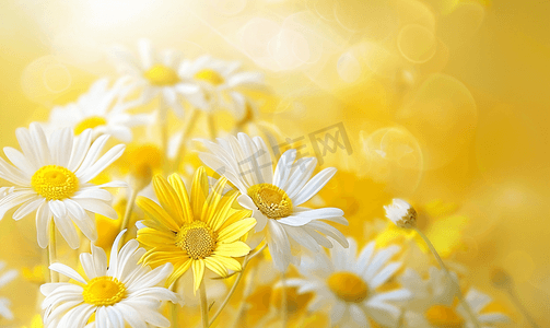 黄色卡通字体摄影照片_花园里的黄色雏菊