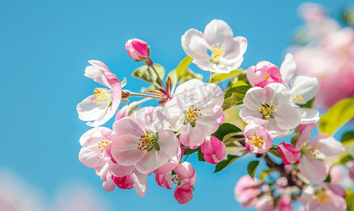 最美背景摄影照片_粉色苹果树开花蓝天背景上开着白花