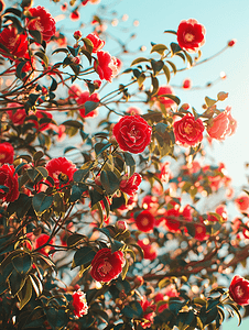 春日焕肤摄影照片_阳光明媚的春日开着红花的山茶花灌木