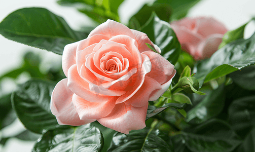 花卉玫瑰花摄影照片_栽培花园品种栀子的稀有玫瑰花