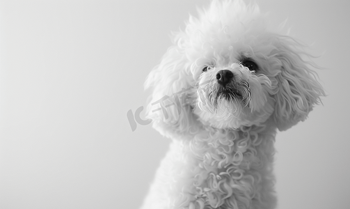 白色背景上的拉斯塔贵宾犬白狗