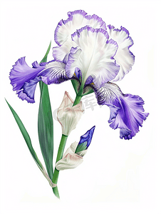 华丽的开花白色和紫色胡须鸢尾