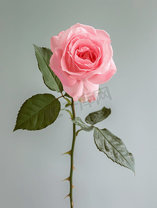 小玫瑰摄影照片_粉色攀岩玫瑰复古