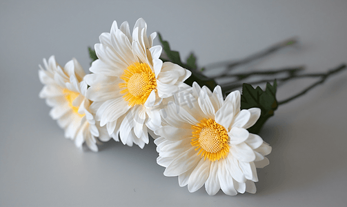 装饰牛眼雏菊花头