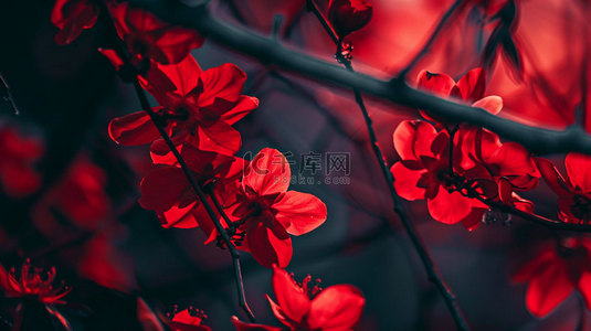 优雅红色背景图片_红色鲜花优雅合成创意素材背景