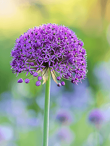 人物对象摄影照片_花园里一朵亮紫色头的葱属花