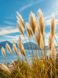 奥尔良奥尔良摄影照片_阳光灿烂的日子海滩上长草美丽