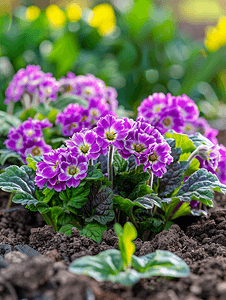 春天花园升高花床上的紫色报春花