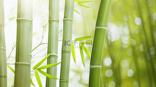 绿色清新竹子背景图片_绿色简约清新竹子竹林风景树叶的背景